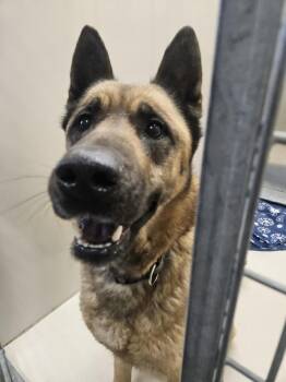 Kia -  Akita and German Shepherd Dog Dog for Adoption in Leadville, Colorado - Kia | PetCurious