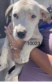 Marcel -  Pit Bull Terrier Dog for Adoption in Victorville, California - Marcel | PetCurious
