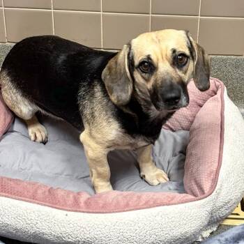 Missy -  Beagle and Basset Hound Dog for Adoption in Des Moines, Iowa - Missy | PetCurious