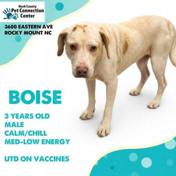 BOISE  Available NOW - ADOPTION or RESCUE! -  Mixed Breed Dog for Adoption in Nashville, North Carolina - BOISE  Available NOW - ADOPTION Or RESCUE! | PetCurious