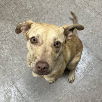 Pit Bull Terrier Dogs Available for Adoption - Leafa | PetCurious