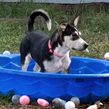 Lana -  Terrier and Corgi Dog for Adoption in Corpus Christi, Texas - Lana | PetCurious