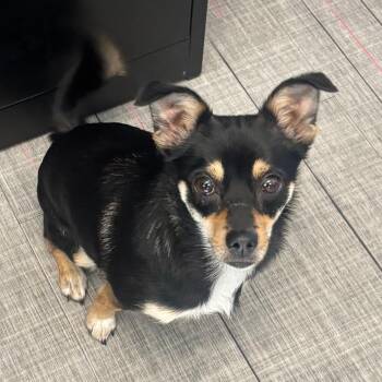 Miniature Pinscher Dogs Available for Adoption in Oak Brook, Illinois - Sassy | PetCurious