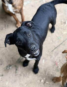 Garrett -  Mixed Breed Dog Available for Adoption in Northwood, New Hampshire - Garrett | PetCurious