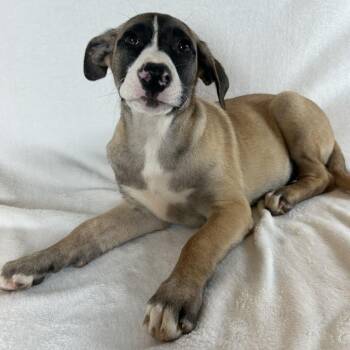Bella -  Shepherd Dog for Adoption in Johnson City, Tennessee - Bella | PetCurious