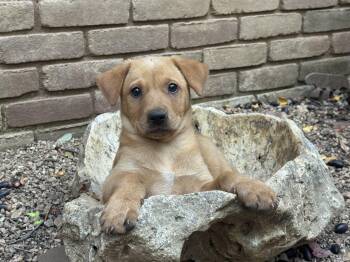 Rescue Labrador Retriever and Shepherd Dogs for Adoption in San Antonio, Texas - Pinwheel | PetCurious