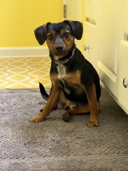Chiweenie Dogs Available for Adoption in Lexington, Kentucky - Jake The Chiweenie  | PetCurious