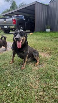Rescue Australian Cattle Dog Blue Heeler Dogs for Adoption in Harlingen, Texas - LOBA | PetCurious