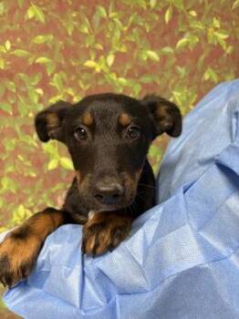 Shepherd and Mixed Breed Dogs Available for Adoption in San Antonio, Texas - Grizzly | PetCurious