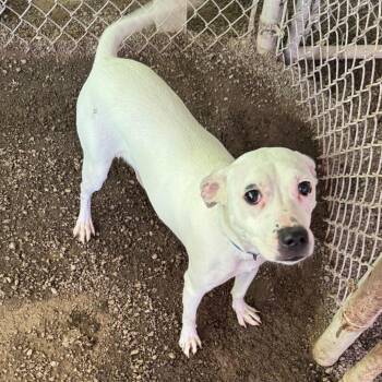 Queen -  Pit Bull Terrier Dog for Adoption in Kittanning, Pennsylvania - Queen | PetCurious