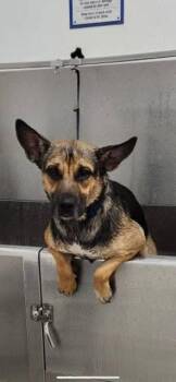 Rescue German Shepherd Dog and Mixed Breed Dogs for Adoption in Livingston, Texas - Shasta | PetCurious
