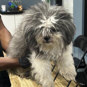 AHNJ-Stray-123661 -  Mixed Breed Dog for Adoption in Newark, New Jersey - AHNJ-Stray-123661 | PetCurious