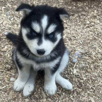Husky Dogs Available for Adoption in Fredericksburg, Virginia - Tweet | PetCurious