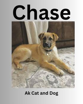 Chase -  Husky Dog Available for Adoption in Wasilla, Alaska - Chase | PetCurious