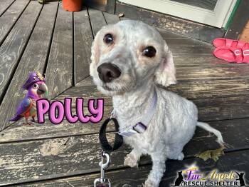 Rescue Miniature Poodle Dogs for Adoption in Ottawa Hills, Ohio - Polly | PetCurious