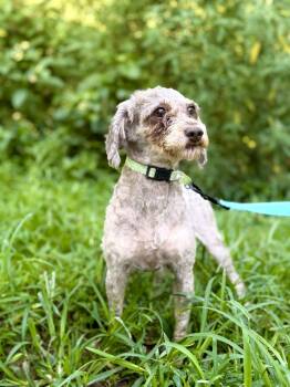 Madeline -  Poodle Dog for Adoption in Gradyville, Kentucky - Madeline | PetCurious