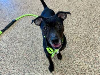 Manchester Terrier Dogs Available for Adoption in Springfield, Massachusetts - JACK | PetCurious