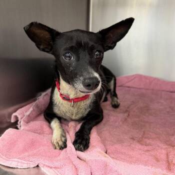 Mixed Breed Dogs Available for Adoption in Fredericksburg, Virginia - Delta | PetCurious