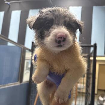 Halston -  Shepherd Dog for Adoption in Edinburg, Texas - Halston | PetCurious