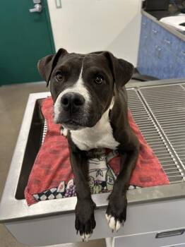 Rescue Pit Bull Terrier and Mixed Breed Dogs for Adoption in Globe, Arizona - PETUNIA | PetCurious