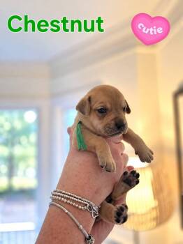 Chestnut - Willow Mae Litter -  Mixed Breed Dog for Adoption in Holly Springs, North Carolina - Chestnut - Willow Mae Litter | PetCurious