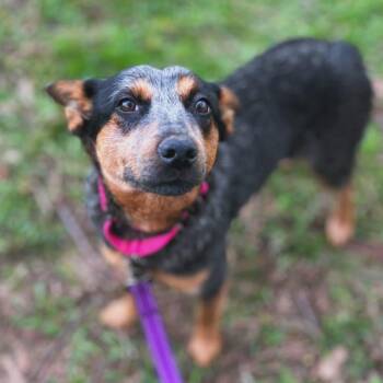 Australian Cattle Dog Blue Heeler Dogs Available for Adoption in West Falls, New York - Mylee | PetCurious