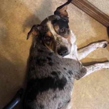Leroy -  Catahoula Leopard Dog Dog for Adoption in Coldwater, Michigan - Leroy | PetCurious