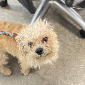Chimmy Churi -  Mixed Breed Dog for Adoption in Philadelphia, Pennsylvania - Chimmy Churi | PetCurious