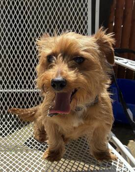 Yorkshire Terrier and Dachshund Dogs Available for Adoption in Pottstown, Pennsylvania - Dash | PetCurious