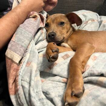 Pocket baby Jerry -  Pit Bull Terrier and Staffordshire Bull Terrier Dog for Adoption in Burlington, North Carolina - Pocket Baby Jerry | PetCurious