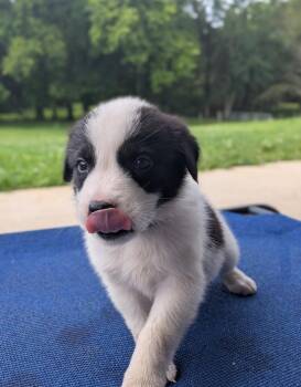 Toad -  Great Pyrenees Dog for Adoption in Spring Hill, Tennessee - Toad | PetCurious