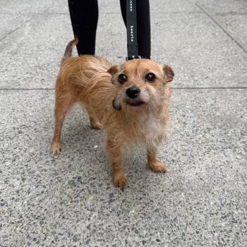 Cookie -  Terrier Dog for Adoption in New York, New York - Cookie | PetCurious