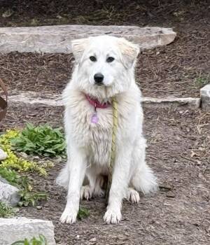 Great Pyrenees Dogs Available for Adoption in Mundelein, Illinois - Ava | PetCurious