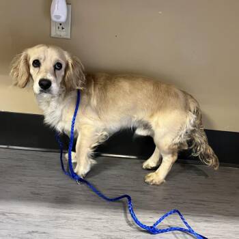 Shelton -  Spaniel Dog for Adoption in Palm Springs, California - Shelton | PetCurious