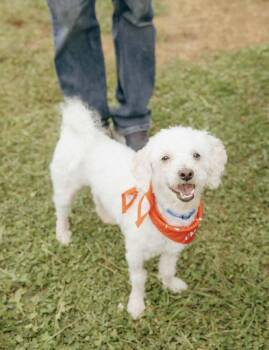 Yak -  Miniature Poodle and Bichon Frise Dog for Adoption in Mechanicsburg, Pennsylvania - Yak | PetCurious
