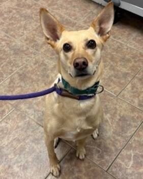 Rescue Australian Cattle Dog Blue Heeler and Shiba Inu Dogs for Adoption in Littleton, Colorado - Bingo | PetCurious