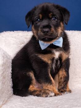 Mastiff and Wirehaired Pointing Griffon Dogs Available for Adoption in Palo Alto, California - Myth: Bigfoot | PetCurious