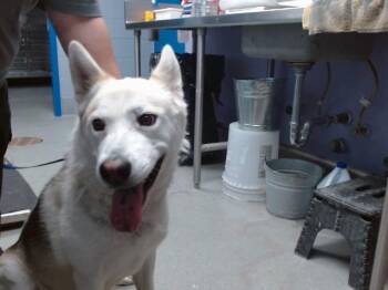 Rescue Husky and Mixed Breed Dogs for Adoption in Albuquerque, New Mexico - MAILA | PetCurious