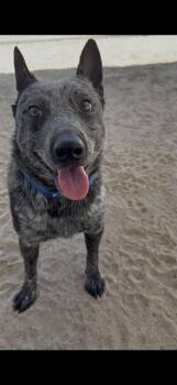 Australian Cattle Dog Blue Heeler Dogs Available for Adoption in Thousand Palms, California - PARTNER | PetCurious