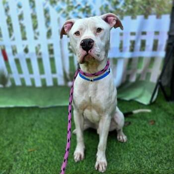 Pit Bull Terrier and Mixed Breed Dogs Available for Adoption in Long Beach, California - PRESCOTT | PetCurious