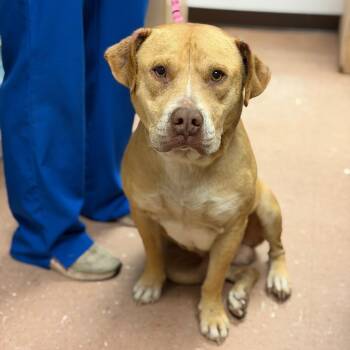 Nico -  Pit Bull Terrier Dog for Adoption in Fort Smith, Arkansas - Nico | PetCurious