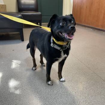 Rosie -  Chihuahua and Mixed Breed Dog for Adoption in Pasadena, California - Rosie | PetCurious