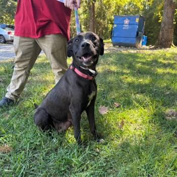 Caribeth -  Labrador Retriever Dog for Adoption in Clanton, Alabama - Caribeth | PetCurious