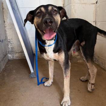 Mugg -  Shepherd Dog for Adoption in Edinburg, Texas - Mugg | PetCurious