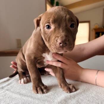 Mixed Breed Dogs Available for Adoption - Bemidji | PetCurious