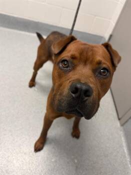 BERRIO -  Chow Chow Dog for Adoption in Indianapolis, Indiana - BERRIO | PetCurious