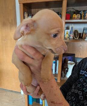 Chihuahua Dogs Available for Adoption in Albuquerque, New Mexico - Charlie - PUPPY | PetCurious