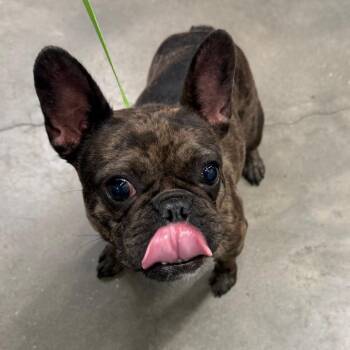 Chica -  French Bulldog Dog for Adoption in Tampa, Florida - Chica | PetCurious