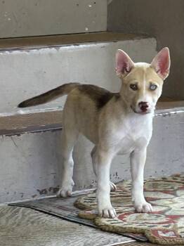 NOVA -  Shepherd and Husky Dog for Adoption in Rossford, Ohio - NOVA | PetCurious
