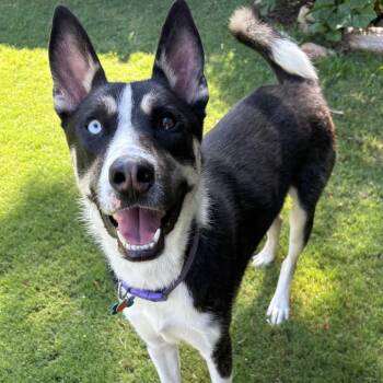 Sarge -  Siberian Husky Dog for Adoption in Rocky Point, New York - Sarge | PetCurious